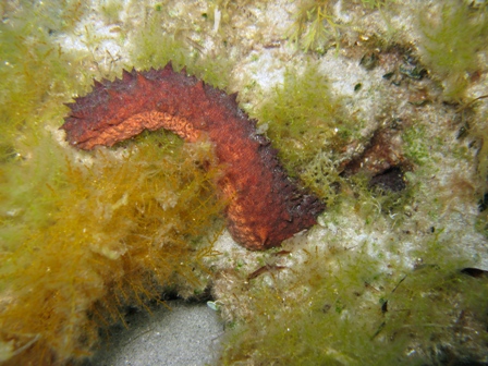 Colore apici delle papille di Holothuria tubulosa